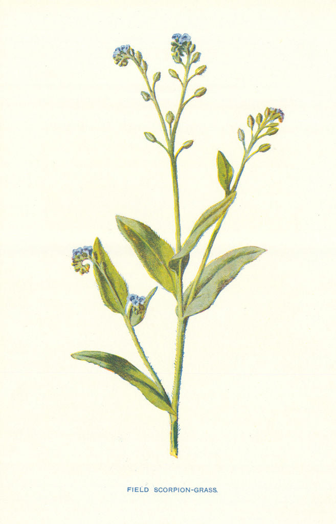 Field Scorpion-Grass. Wild Flowers by Frederick Edward Hulme c1895 old print